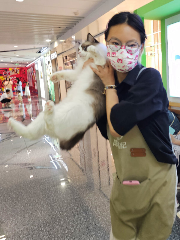 貓咖啡館的店員抓貓